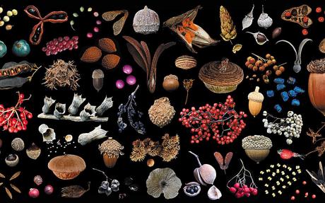 Illustrations of a variety of seeds to demonstrate the diversity of seeds and fruits.