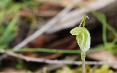 A terrestrial orchid (Pterostylis nana: Orchidaceae).