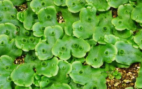Liverworts growing on a bed of perlite.