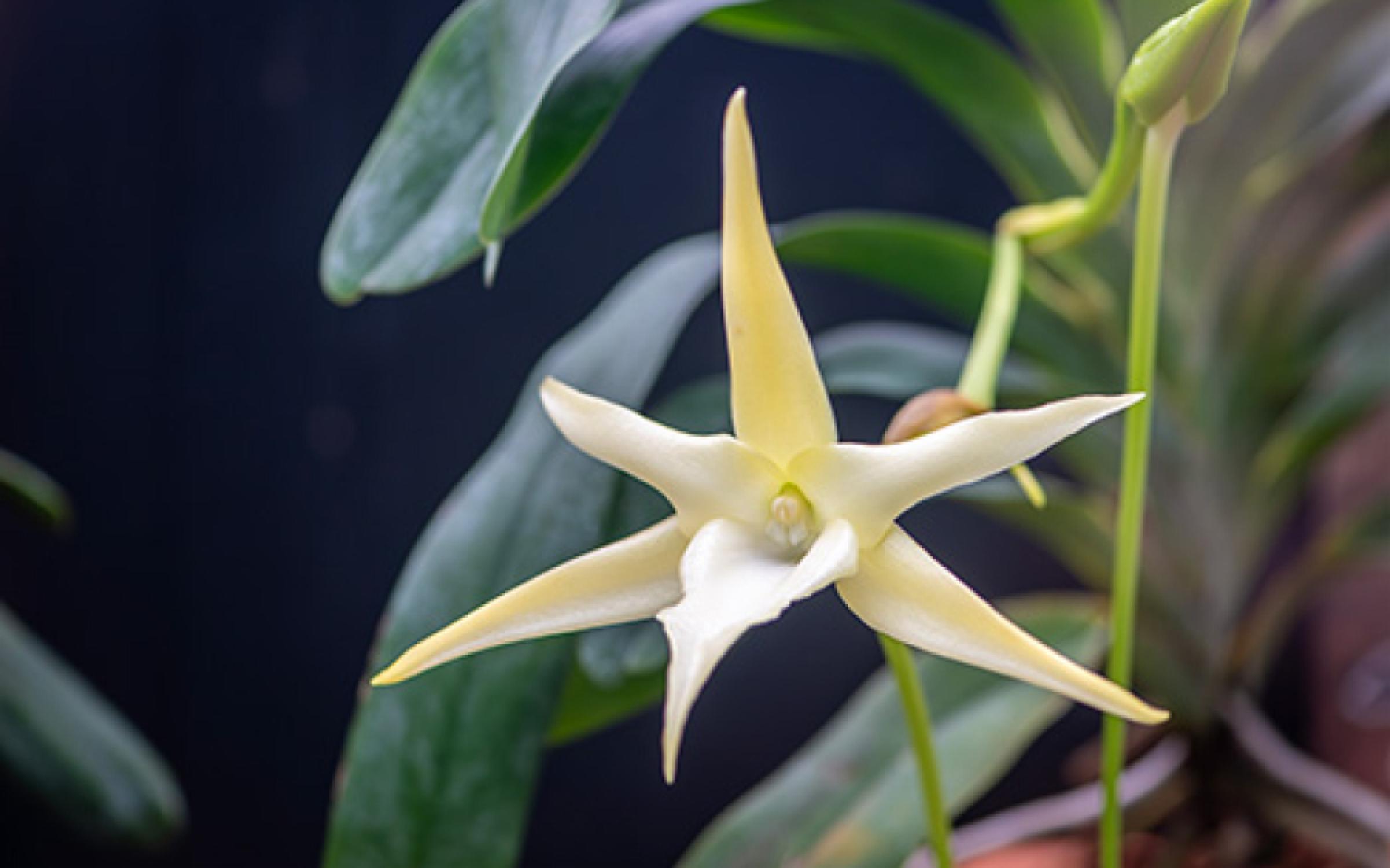 A star shaped yellow and white flower, Angraecum sesquipedale (Darwin's orchid)