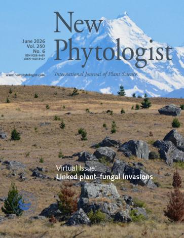 Cover of New Phytologist 250:6. Pinus contorta co-invasion with ectomycorrhizal and antagonistic fungi into the iconic grasslands of Aotearoa New Zealand, with Aoraki Mt Cook in the background.