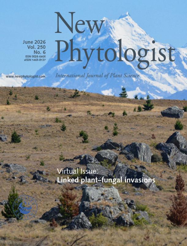 Cover of New Phytologist 250:6. Pinus contorta co-invasion with ectomycorrhizal and antagonistic fungi into the iconic grasslands of Aotearoa New Zealand, with Aoraki Mt Cook in the background.