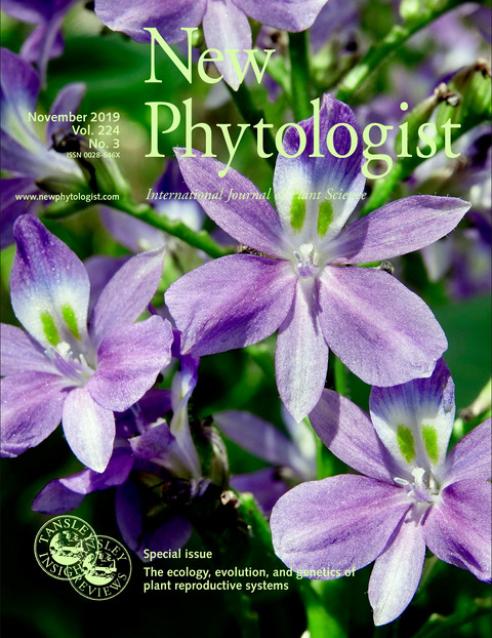 Journal cover, title reads "New Phytologist", text reads "November 2019, Vol.224, No.3". The background shows a group of purple flowers, tristylous Eichhornia paniculata.