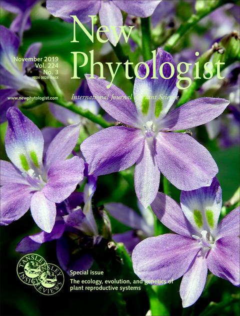 Journal cover, title reads "New Phytologist", text reads "November 2019, Vol.224, No.3". The background shows a group of purple flowers, tristylous Eichhornia paniculata.