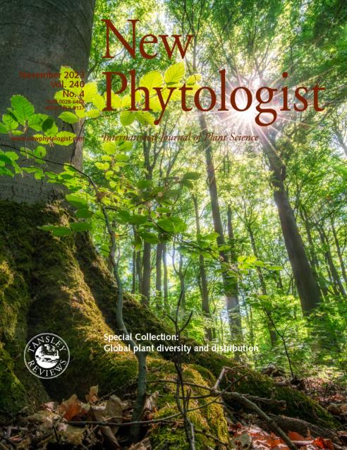 Journal cover, title reads "New Phytologist", text reads "December 2023, Vol.240, No.4". The background shows sunlight shining through leaves in a dense, green forest.