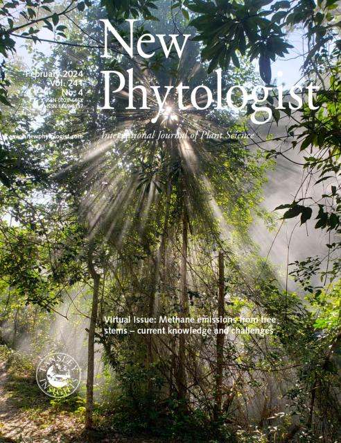 Journal cover, title reads "New Phytologist", text reads "June 2024, Vol.241, No.4". Background shows dense vegetation with sunlight shining through and steam from a river behind.