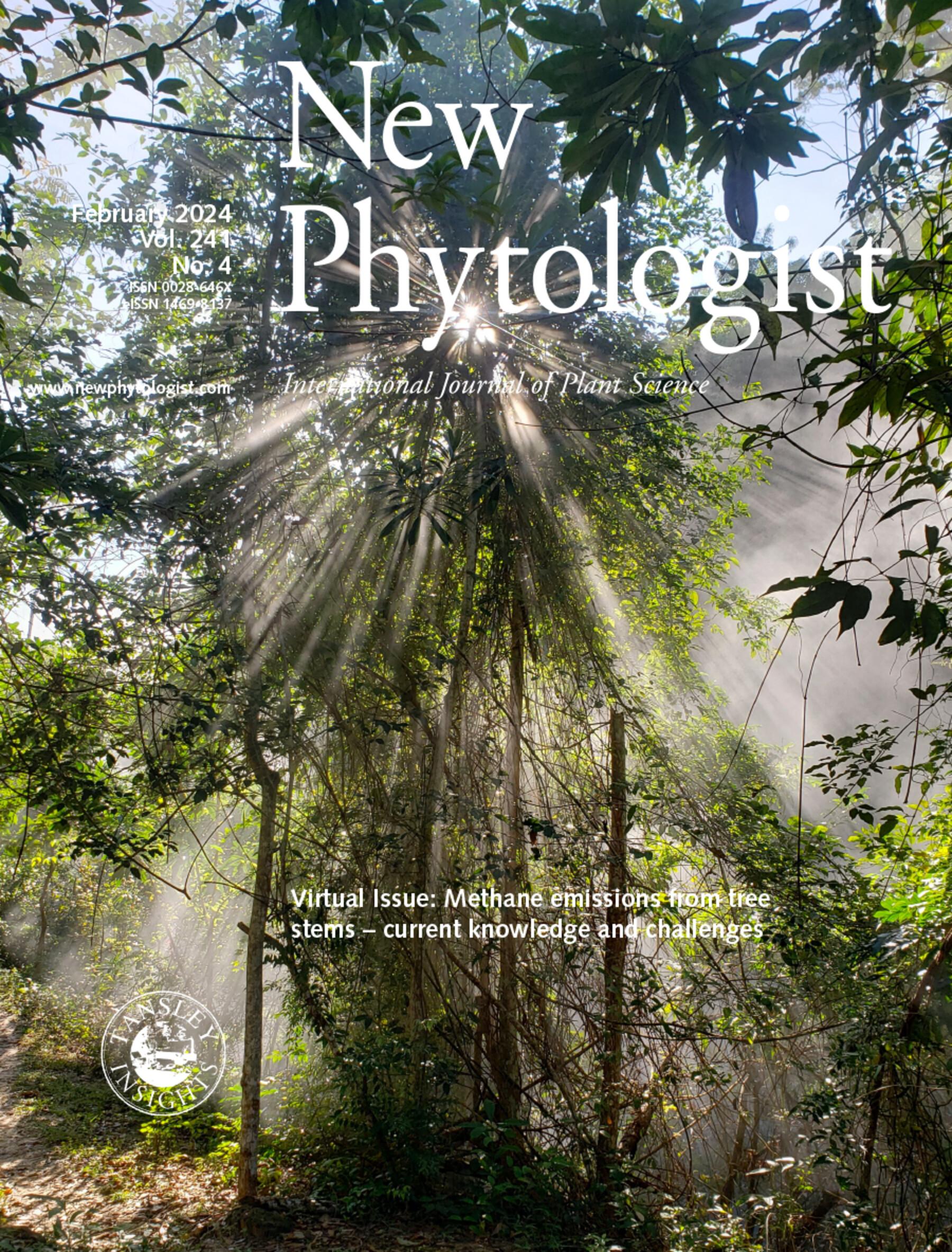Journal cover, title reads "New Phytologist", text reads "June 2024, Vol.241, No.4". Background shows dense vegetation with sunlight shining through and steam from a river behind.