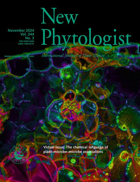 Journal cover, title reads "New Phytologist", text reads "November 2024, Vol.244, No.3". The background shows a cross-section of an infected maize leaf.
