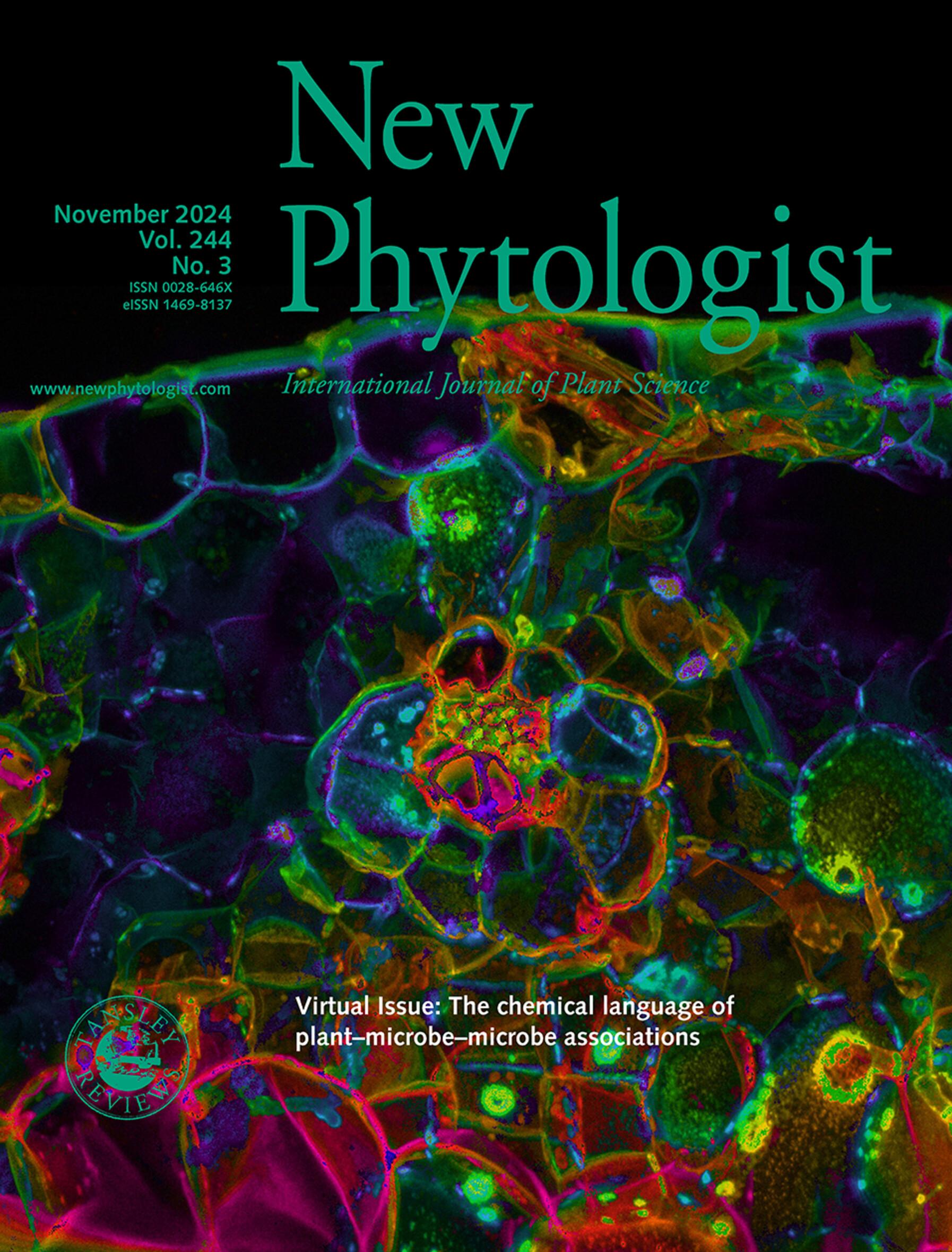 Journal cover, title reads "New Phytologist", text reads "November 2024, Vol.244, No.3". The background shows a cross-section of an infected maize leaf.