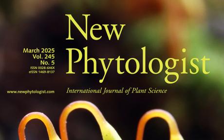 Cover of New Phytologist 245:5 (March 2025). Ptychostomum demissum, an acrocarpous moss with strongly asymmetrical capsules in arctic or alpine areas.