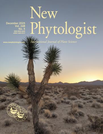 The cover of New Phytologist volume 248, issue 5. Photo of a Joshua tree (Yucca jaegeriana) at dawn in the Mojave Desert.