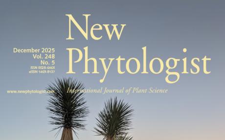 The cover of New Phytologist volume 248, issue 5. Photo of a Joshua tree (Yucca jaegeriana) at dawn in the Mojave Desert.