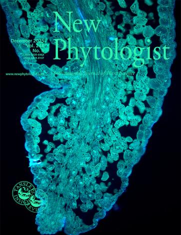 The cover of New Phytologist volume 248, issue 6. A green-blue blobby object: a nectar-producing staminode of Eschweilera grandiflora, under autofluorescence, displaying nectariferous tissue and vascularization by phloem conducting elements. Image courtesy of Diego Graciano.
