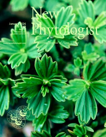 The cover of New Phytologist volume 249, issue 2. Myrothanus flabellifolia displaying its full vibrancy after ‘resurrecting’ from near complete desiccation in Limpopo, South Africa.