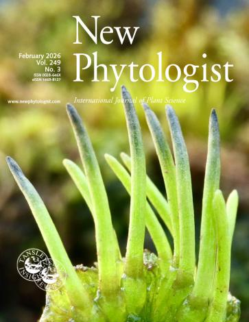 The cover of New Phytologist volume 249, number 3. Hornwort Anthoceros telaganus Steph. from Xundian Black-necked Crane Provincial Nature Reserve, Yunnan, China.