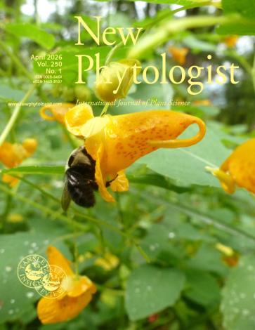 Cover of New Phytologist volume 250, issue 1. Orange jewelweed (Impatiens capensis) being visited by a bumblebee (Bombus) in a remnant patch of floodplain forest in Wisconsin, USA.