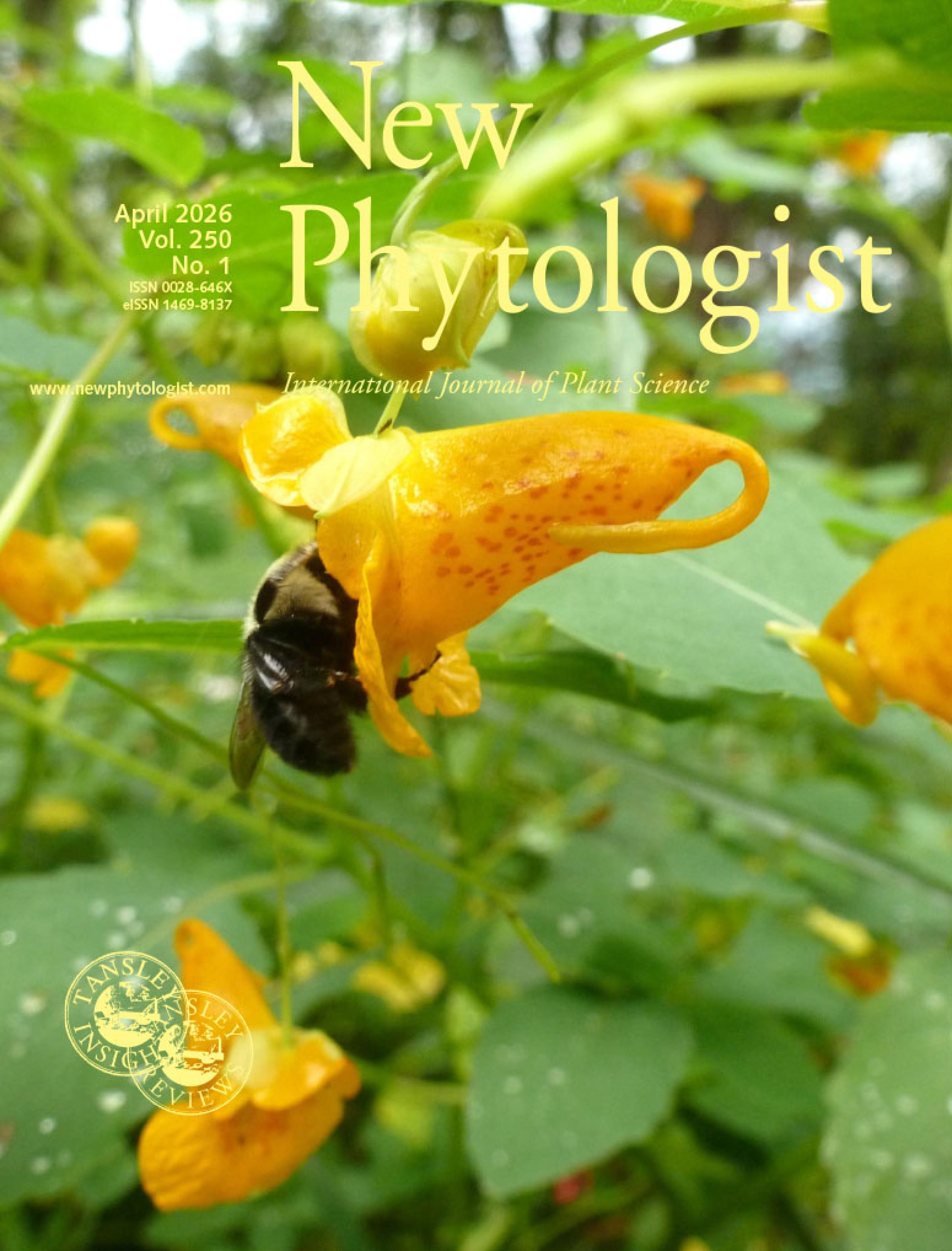 Cover of New Phytologist volume 250, issue 1. Orange jewelweed (Impatiens capensis) being visited by a bumblebee (Bombus) in a remnant patch of floodplain forest in Wisconsin, USA.