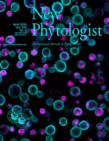Cover of New Phytologist volume 250, issue 2. The Arabidopsis thaliana ENDO-β-MANNANASE2 (AtMAN2), tagged with the fluorescent protein mRuby2 (shown in magenta), localized inside yeast cells even after removal of its predicted transmembrane domain. Pichia yeast cell walls were stained with calcofluor white (shown in cyan).