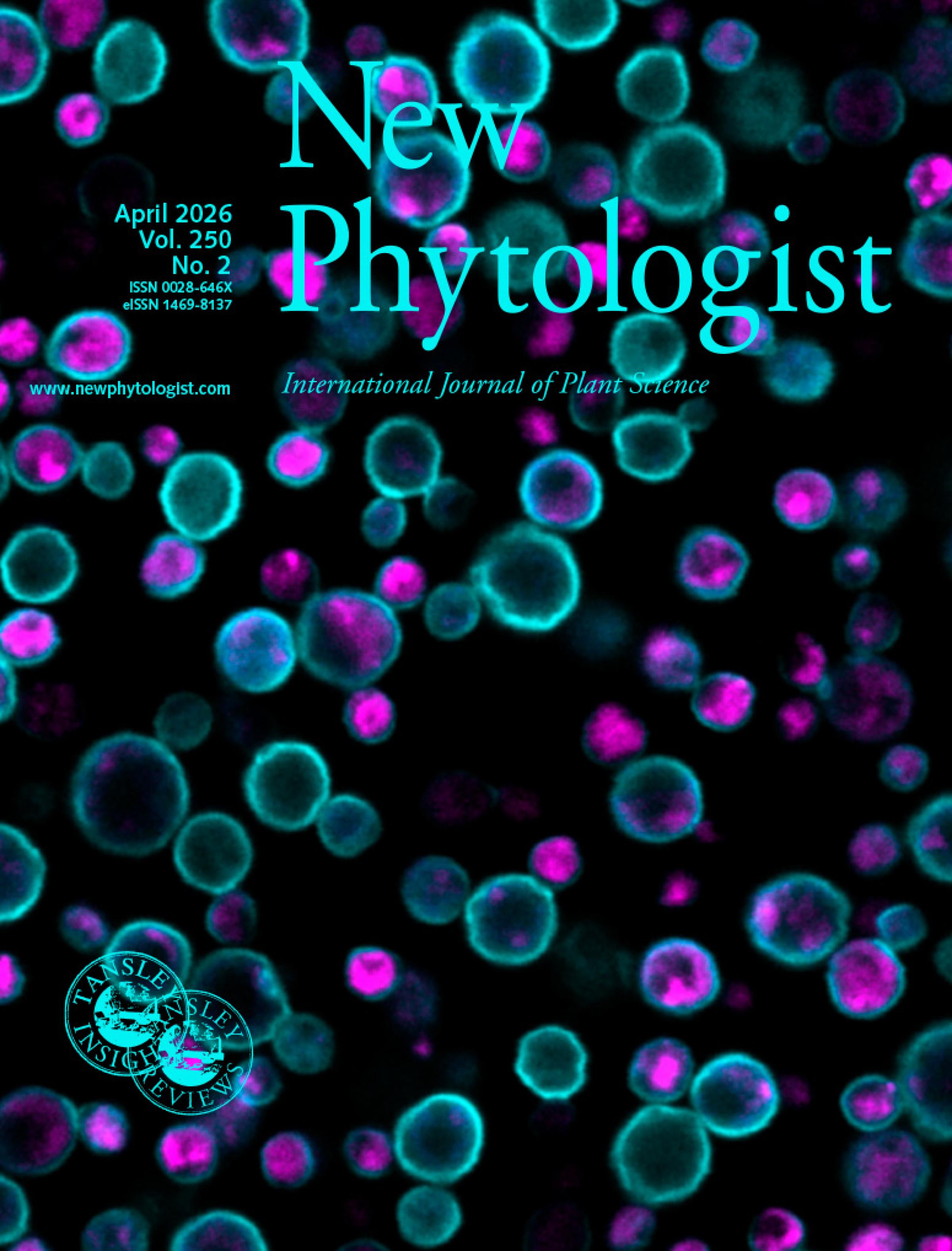 Cover of New Phytologist volume 250, issue 2. The Arabidopsis thaliana ENDO-β-MANNANASE2 (AtMAN2), tagged with the fluorescent protein mRuby2 (shown in magenta), localized inside yeast cells even after removal of its predicted transmembrane domain. Pichia yeast cell walls were stained with calcofluor white (shown in cyan).
