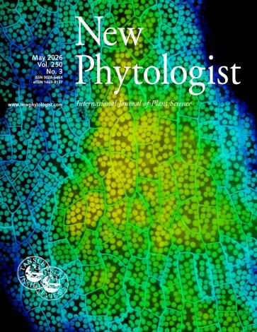 Cover of New Phytologist volume 250, issue 3. Confocal fluorescence imaging of epidermal tissue from mature Rorippa aquatica leaves subjected to long-term submergence for four months. The epidermal layer contains a high density of discrete chloroplasts, visible as spherical organelles. The cells were counterstained using propidium lodide and visualised using depth-coded colour.