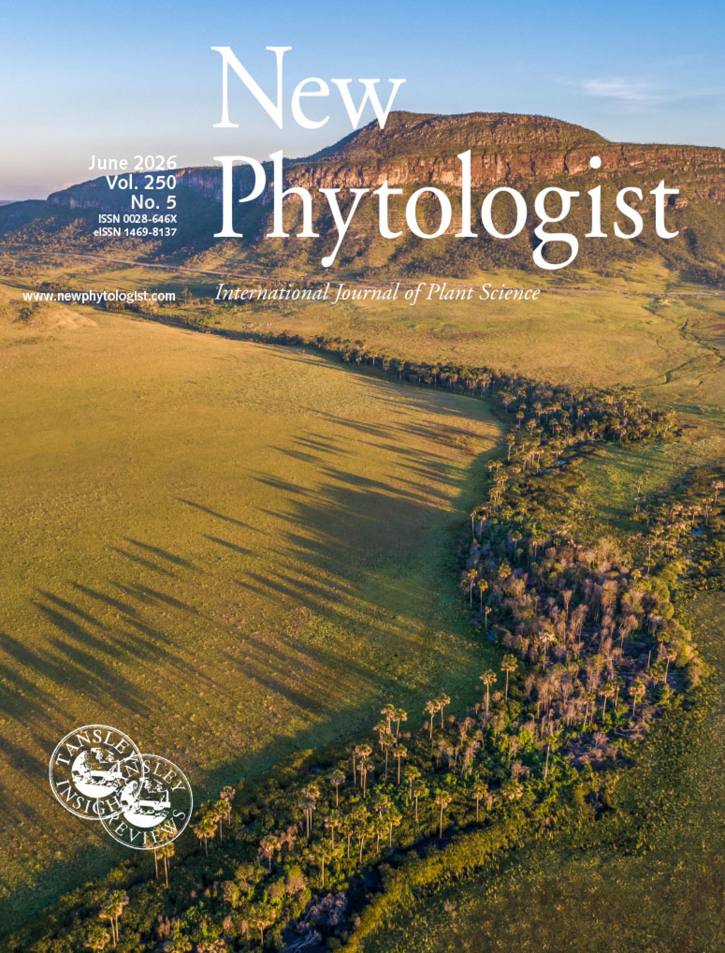 Aerial view of wetlands in Chapada dos Veadeiros National Park, in the Brazilian Cerrado.