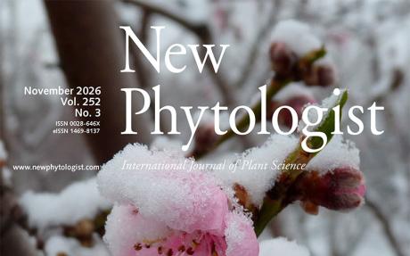 Cover of New Phytologist 252:3. Peach flower during a late snowing event in Clermont-Ferrand, France.