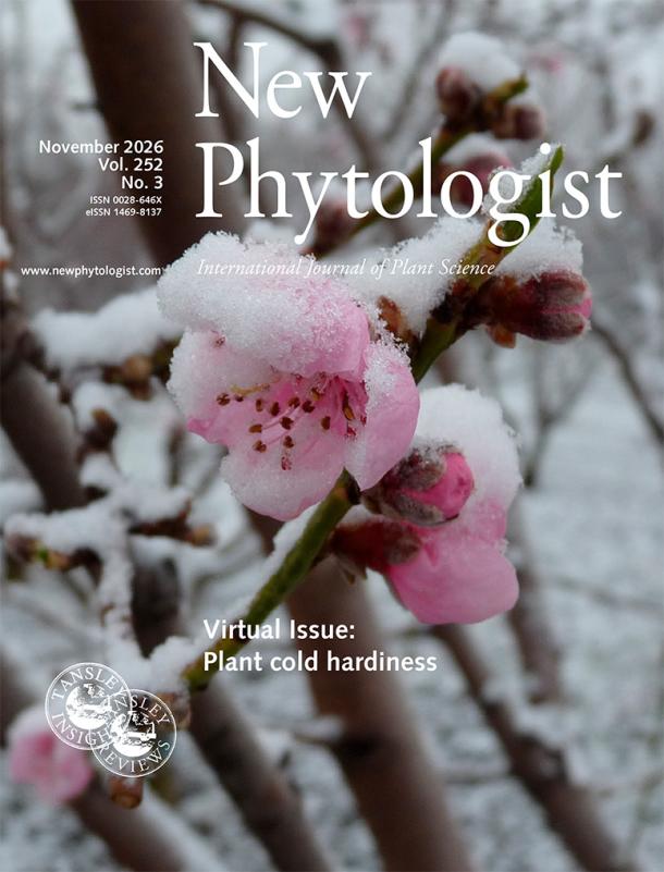 Cover of New Phytologist 252:3. Peach flower during a late snowing event in Clermont-Ferrand, France.