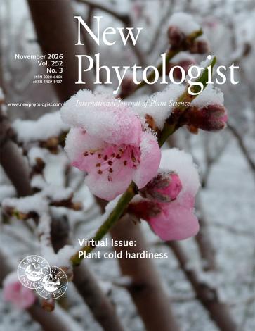 Cover of New Phytologist 252:3. Peach flower during a late snowing event in Clermont-Ferrand, France.