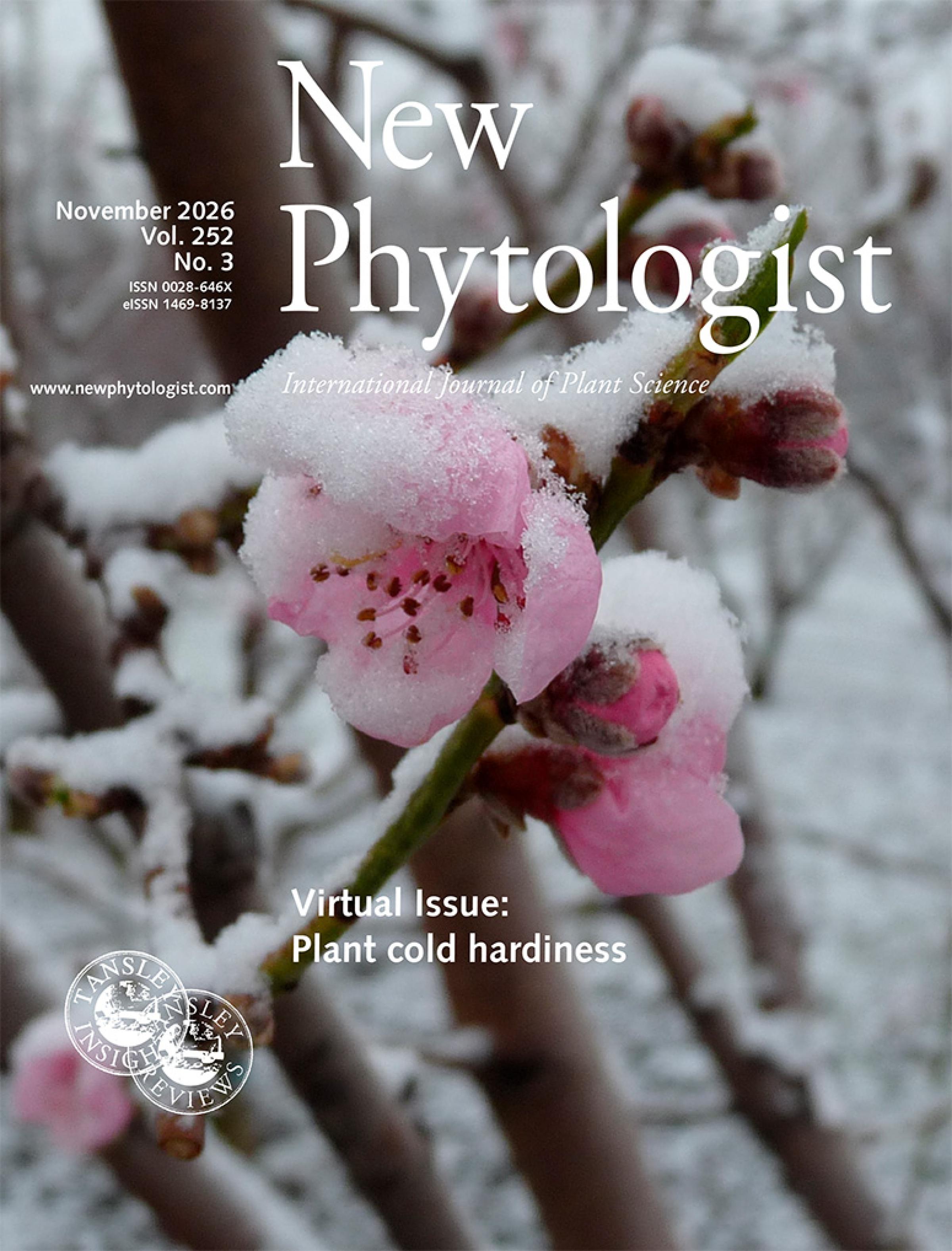 Cover of New Phytologist 252:3. Peach flower during a late snowing event in Clermont-Ferrand, France.