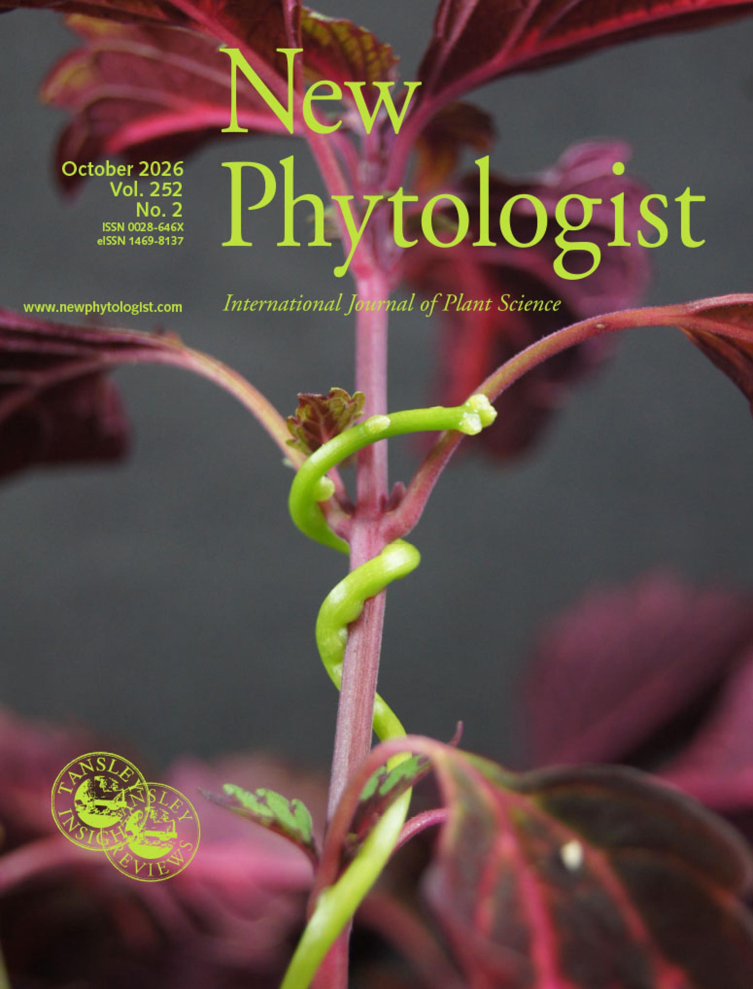 Cover of New Phytologist 252:2. The holoparasitic plant Cuscuta reflexa infecting its host Coleus blumei. Cuscuta spp. are obligate heterotrophs that lack both roots and leaves. Their limited  photosynthetic capacity is insufficient to sustain growth and development, making them  entirely dependent on host plants for survival. The parasites twine around host shoots and form specialized multicellular feeding organs, known as haustoria, which penetrate the host tissues to establish vascular connections and extract water and nutrients. Image is courtesy of Maleen Hartenstein.