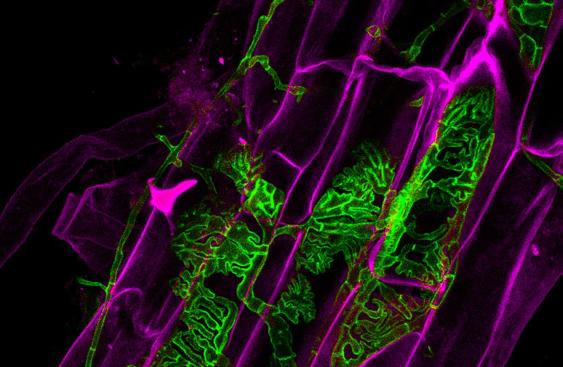 A poplar root colonized by endophytic and ectomycorrhizal fungi. Fungal hyphae are stained in green and root cells are false coloured in magenta.