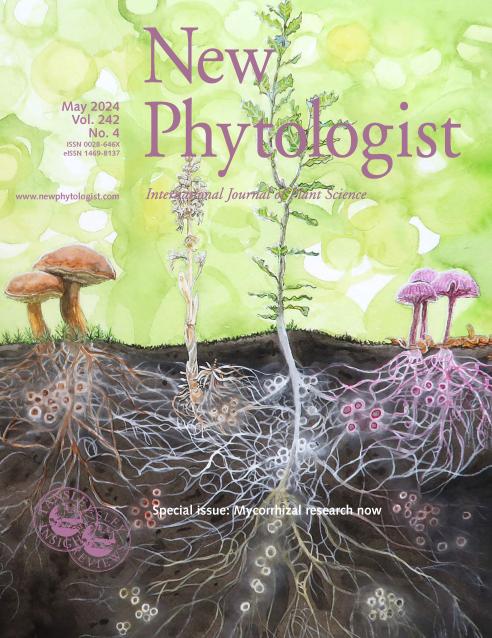 Journal cover, title reads "New Phytologist", text reads "May 2024, Vol.242, No.4". Background shows a soil mycorrhizal community.