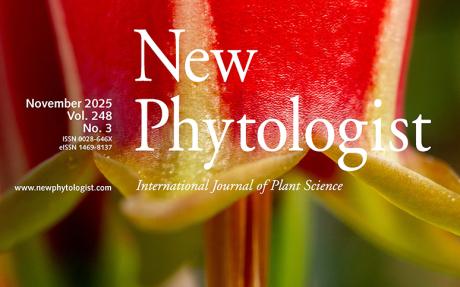 Cover of New Phytologist volume 248, issue 3. Nectar collecting at the tip of the stigma in Agapetes lacei (Ericaceae).