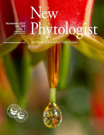 Cover of New Phytologist volume 248, issue 3. Nectar collecting at the tip of the stigma in Agapetes lacei (Ericaceae).