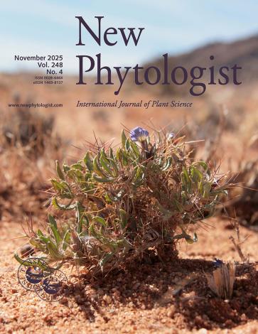 The cover of New Phytologist volume 248, issue 4, showing a small, spiky plant with curled light green leaves and one trumpet-shaped lilac flower. Blepharis furcata at Klein Aus Vista, Namibia, is one of three Blepharis species with intraspecific variation in C4 cycle integration.