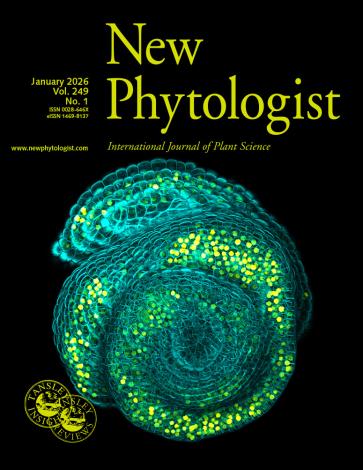 Confocal microscopy image showing DR5:3nucVenus expression (yellow) in the inflorescence apical meristem (cyan) of an Arabidopsis thaliana plt3 plt5 plt7 pin1-T600I mutant.