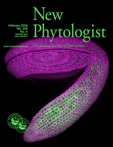 Cover of New Phytologist volume 249, issue 4. Fluorescent confocal microscopy showing spatial expression patterns of AtSWEET1 in an embryo isolated from a germinating Arabidopsis thaliana seed. Cell outlines were stained with propidium iodide (magenta). SWEET1-YFP (green) under its native promoter is localized at the epidermal cells of the hypocotyl.