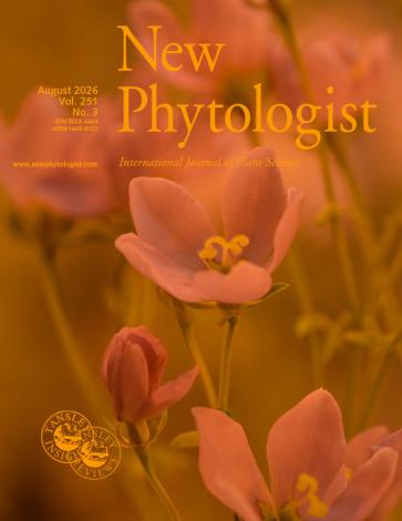 Cover of New Phytologist 251:3. Close-up of Sabatia angularis (Gentianaceae) flowers with curled stigma lobes, a characteristic of older flowers.