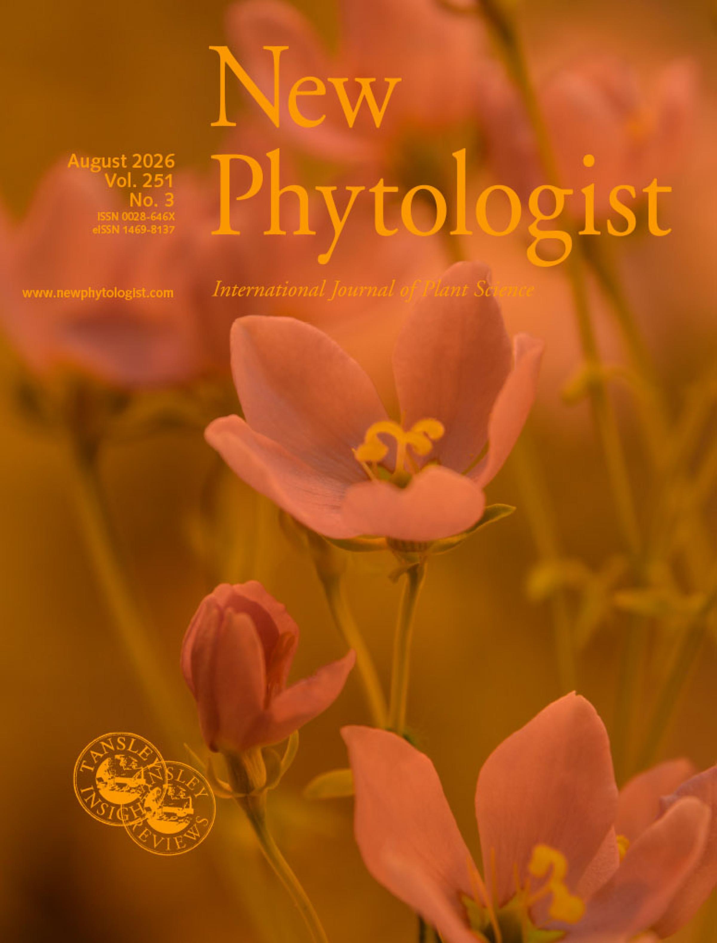 Cover of New Phytologist 251:3. Close-up of Sabatia angularis (Gentianaceae) flowers with curled stigma lobes, a characteristic of older flowers.
