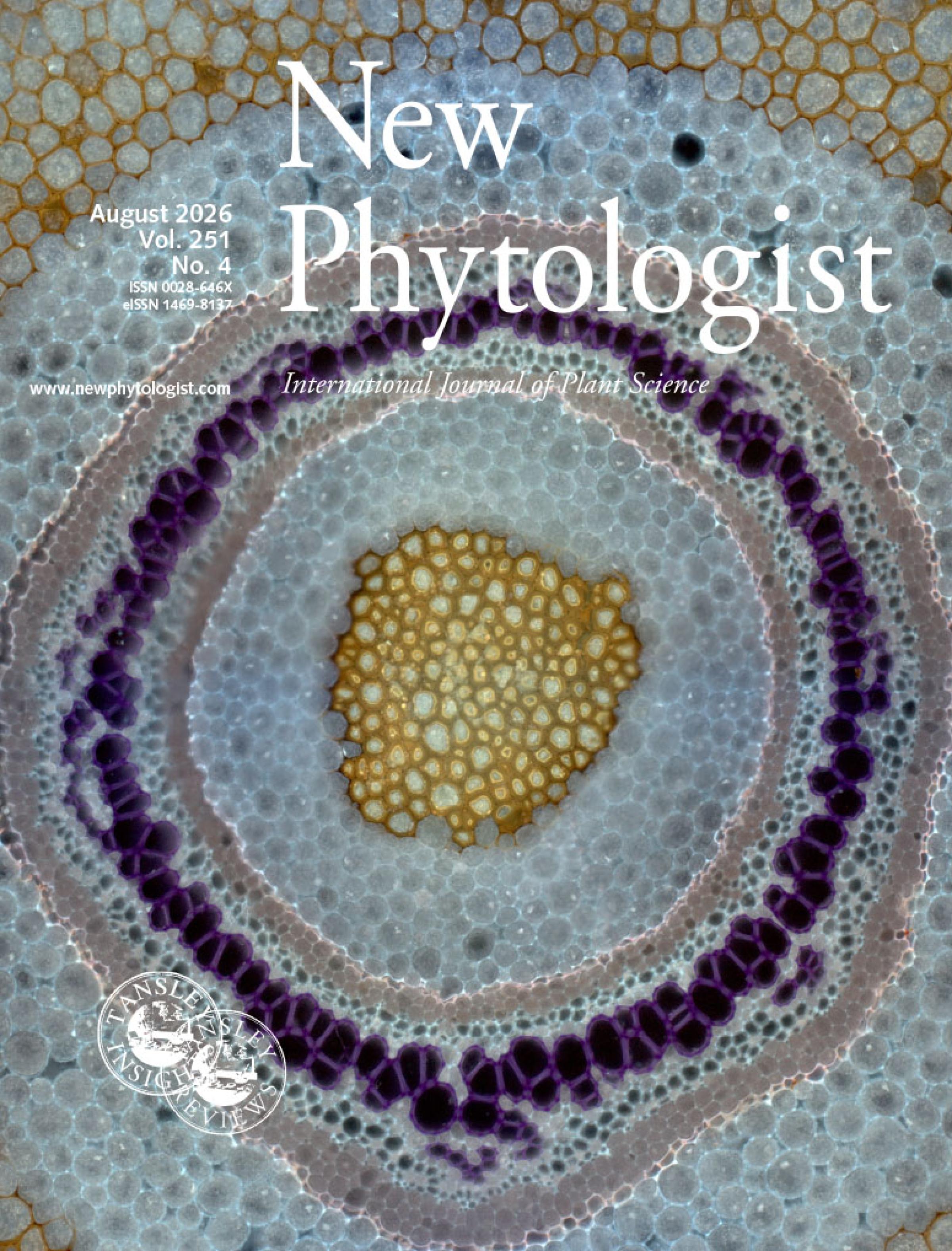 Cover of New Phytologist volume 251, issue 4. Stelar morphology of Sitobolium punctilobula illuminated by fluorescent microscopy in the rhizome showing purple tracheary elements, blue ground tissue, and yellow fibers.