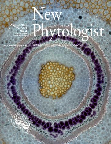 Cover of New Phytologist volume 251, issue 4. Stelar morphology of Sitobolium punctilobula illuminated by fluorescent microscopy in the rhizome showing purple tracheary elements, blue ground tissue, and yellow fibers.