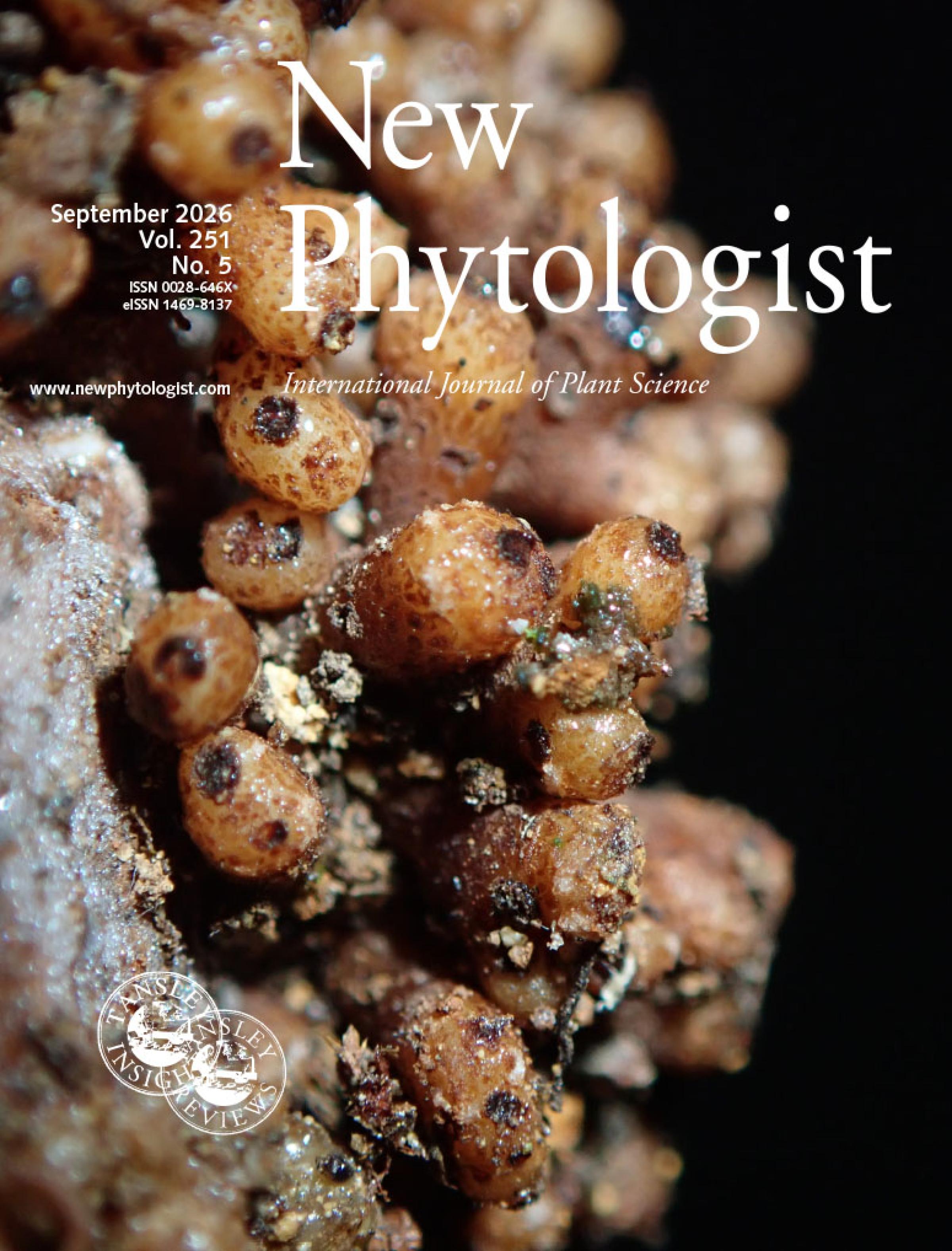 Cover of New Phytologist 251:5. Image of root nodules of Alnus nepalensis D. Don.