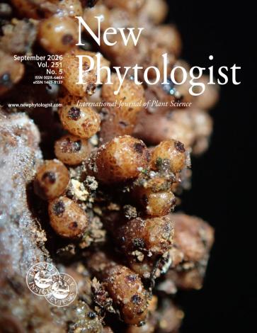 Cover of New Phytologist 251:5. Image of root nodules of Alnus nepalensis D. Don.