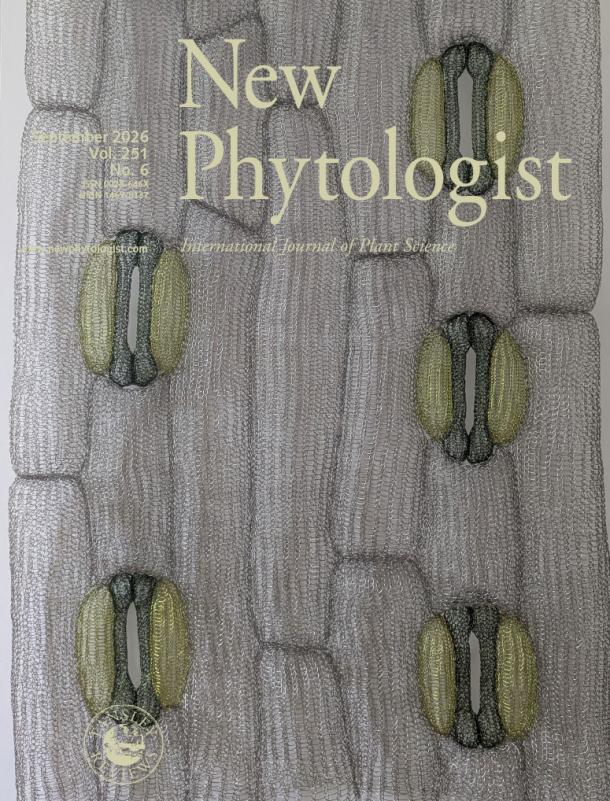 Cover of New Phytologist 251:6. A hand-knitted wire sculpture of stomata on the epidermis of wheat, made by scientist and artist Dr Jodie Armand from a 3D confocal image of the wheat epidermis. Image is courtesy of Dr Jodie Armand (University of Sheffield)