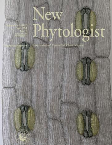 Cover of New Phytologist 251:6. A hand-knitted wire sculpture of stomata on the epidermis of wheat, made by scientist and artist Dr Jodie Armand from a 3D confocal image of the wheat epidermis. Image is courtesy of Dr Jodie Armand (University of Sheffield)