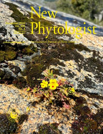 The Cutleaf Monkeyflower (Mimulus laciniatus) with its characteristic lobed leaves, grows in patchy moss found across the alpine granite slopes of Yosemite National Park, California, United States.