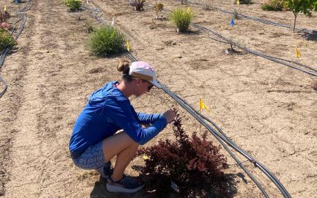 Researcher Amelia Keyser-Gibson collects leaf samples in the Oregon State University Climate Ready Landscape Plants test irrigation plot at the North Willamette Research and Extension center in Aurora, OR, USA.