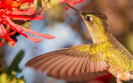 An iridescent light green hummingbird visits the bright red flowers of the quintral plant