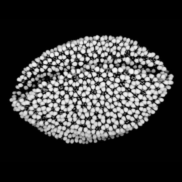 Highly magnified greyscale image of a Croton capitatus pollen grain.