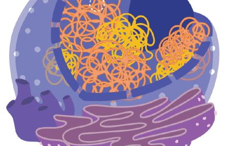 Stylised drawing of a plant cell showing various components in different colours